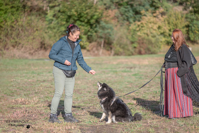 Promenade de chien (dogsitting) à Saint-Étienne avec un berger australien