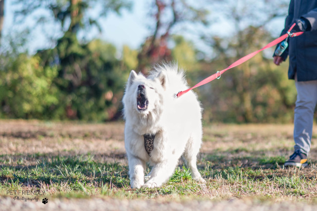 Séance de prévention des morsures PECCRAM pour apprendre le langage du chien aux enfants