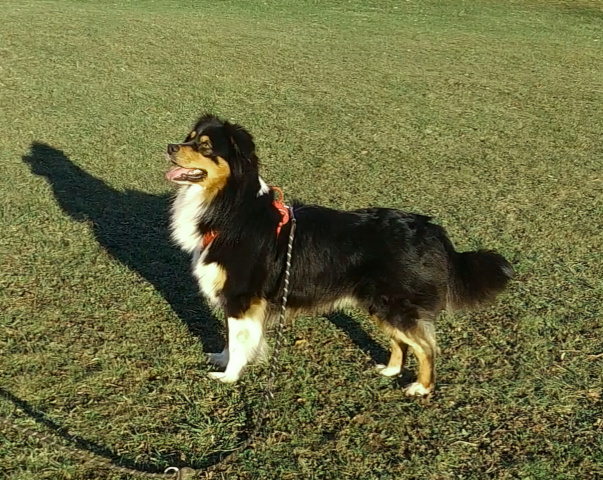 Berger australien robe tricolore