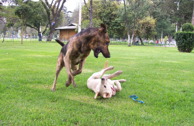Programme PECCRAM chiens qui jouent malinois labrador enfant morsure école prévention