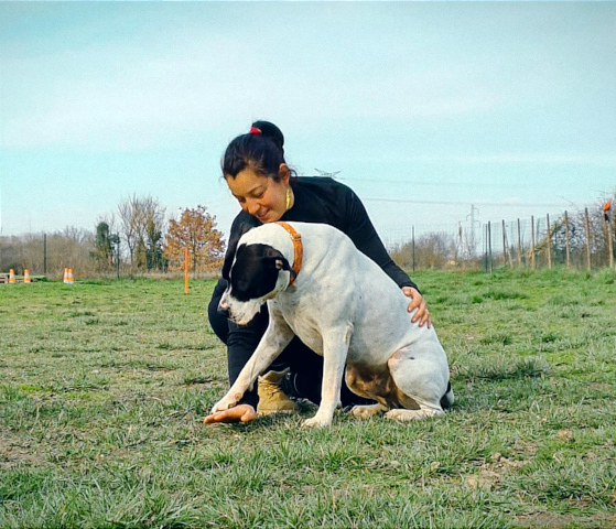 Education canine bouledogue americain donne la patte molosse obéissance